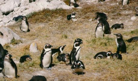 Jackass Penguins at Stony Point