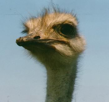 Ostrich lady