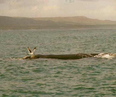 Southern right whales in the bay of Witsand